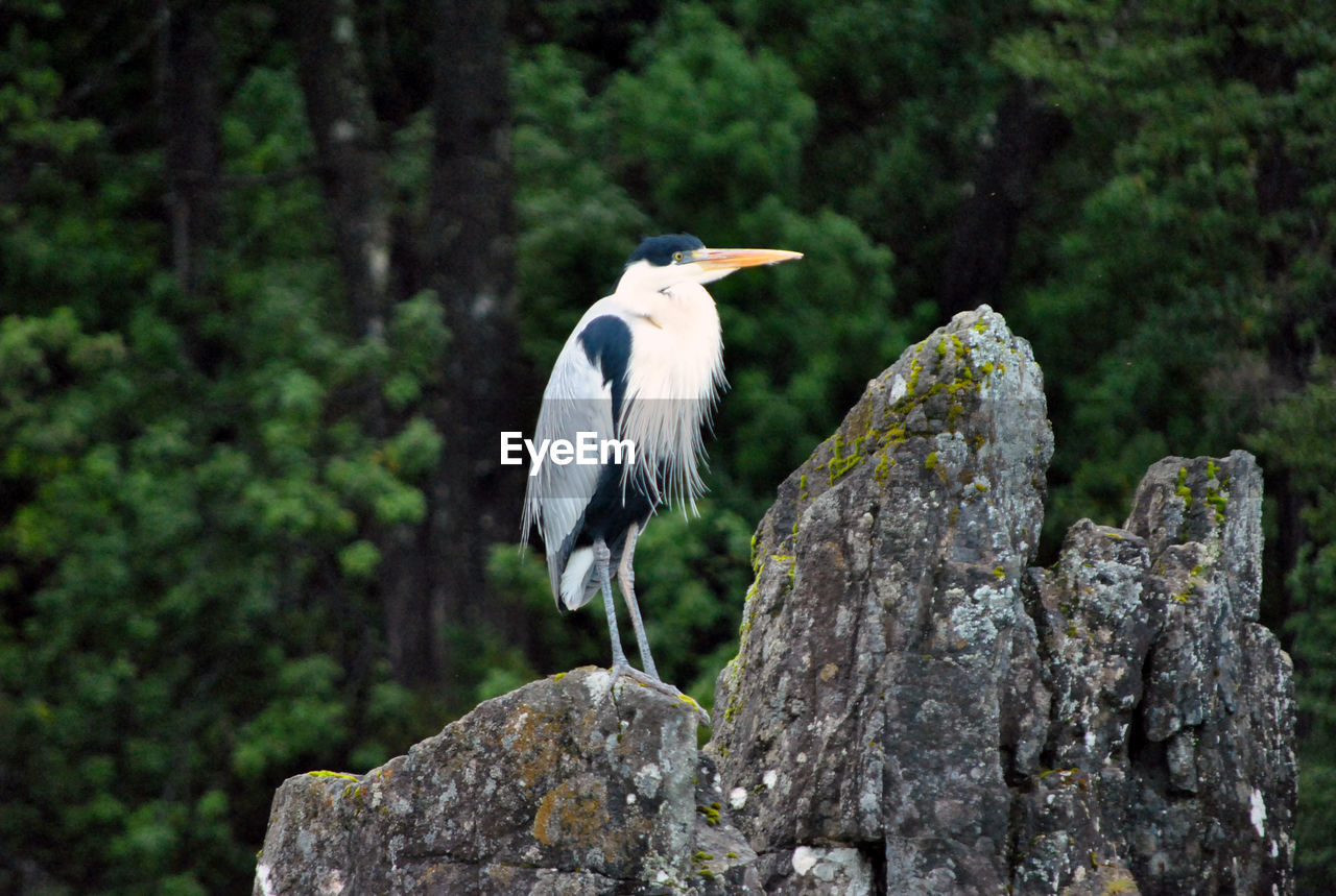 BIRD PERCHING ON ROCK AGAINST TREES