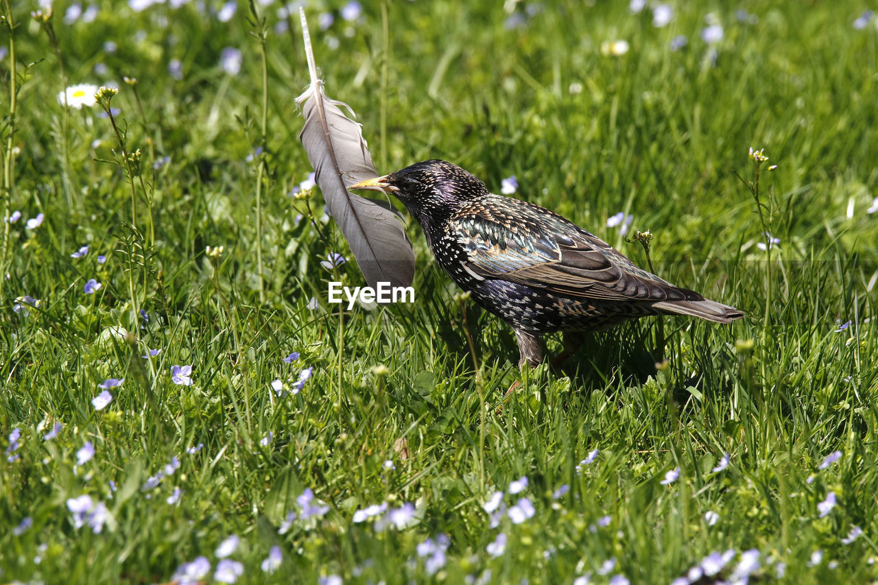 Young starling bird running through the grass with feather in beak