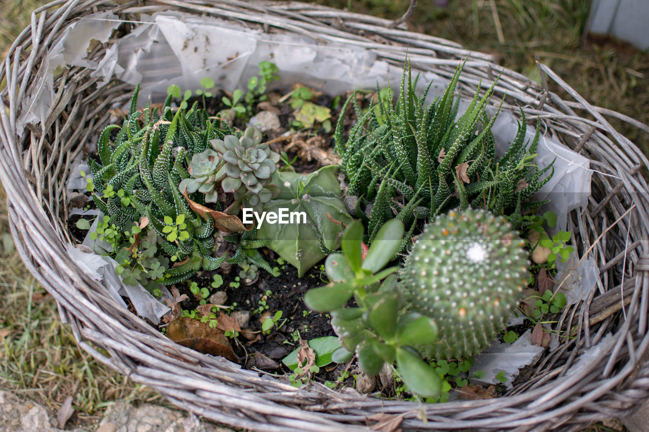 HIGH ANGLE VIEW OF POTTED PLANT IN BASKET