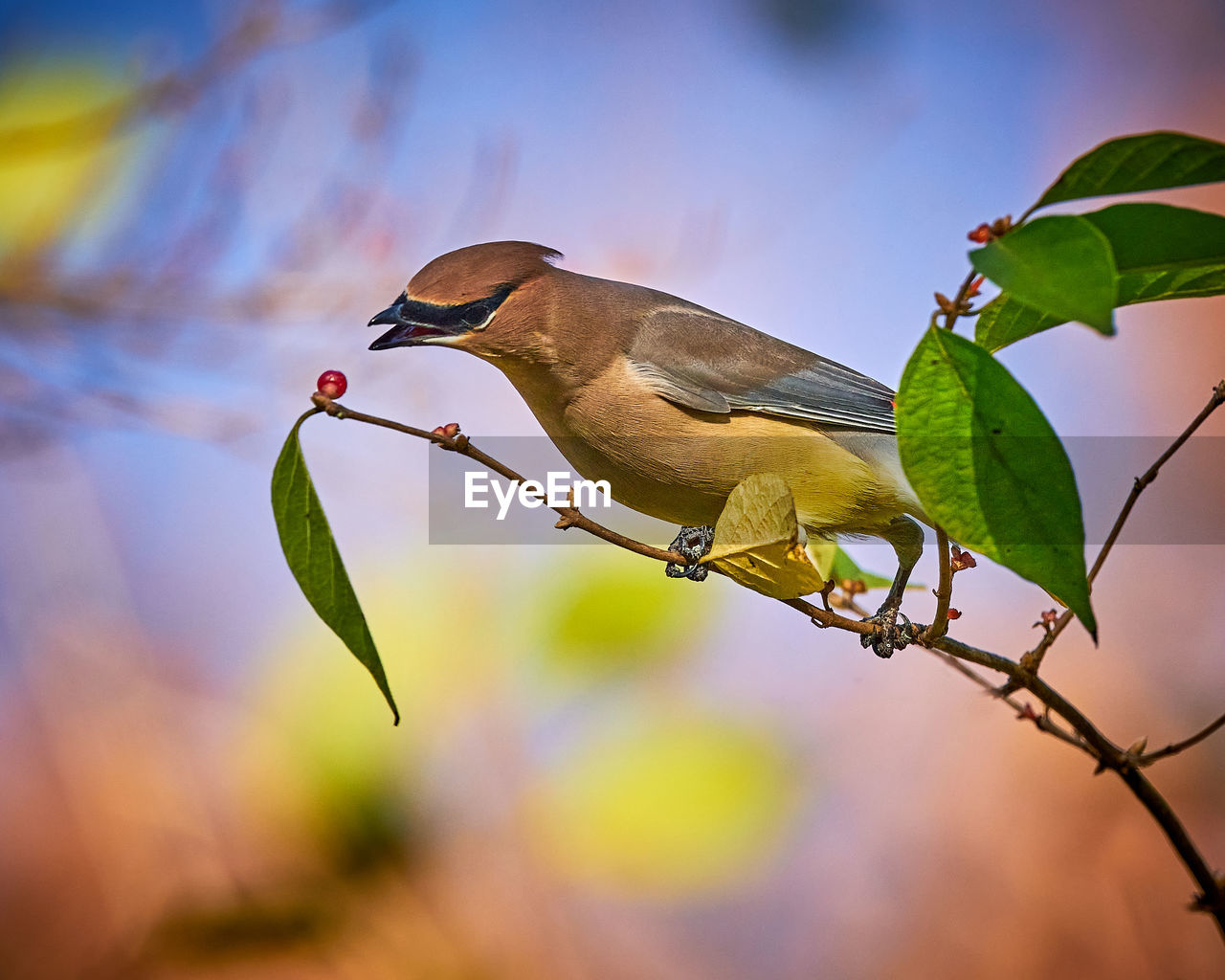 Cedar waxwing  feeding on a berry bush.