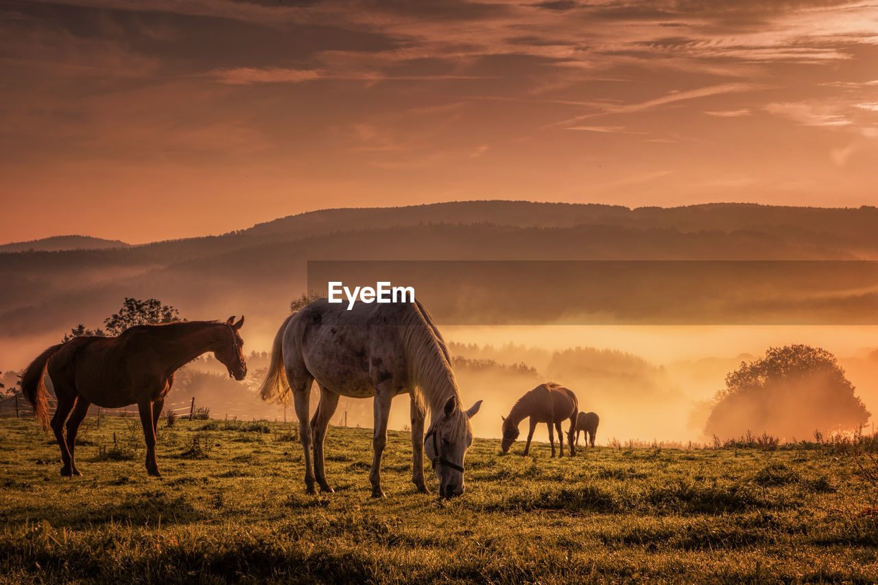 Horses grazing on field against sky during sunset