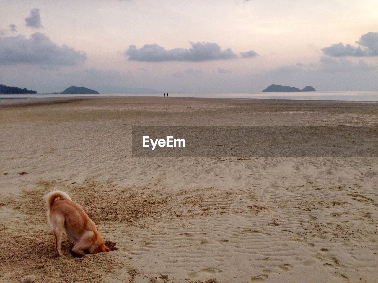 High angle view of dog digging sand at beach against sky