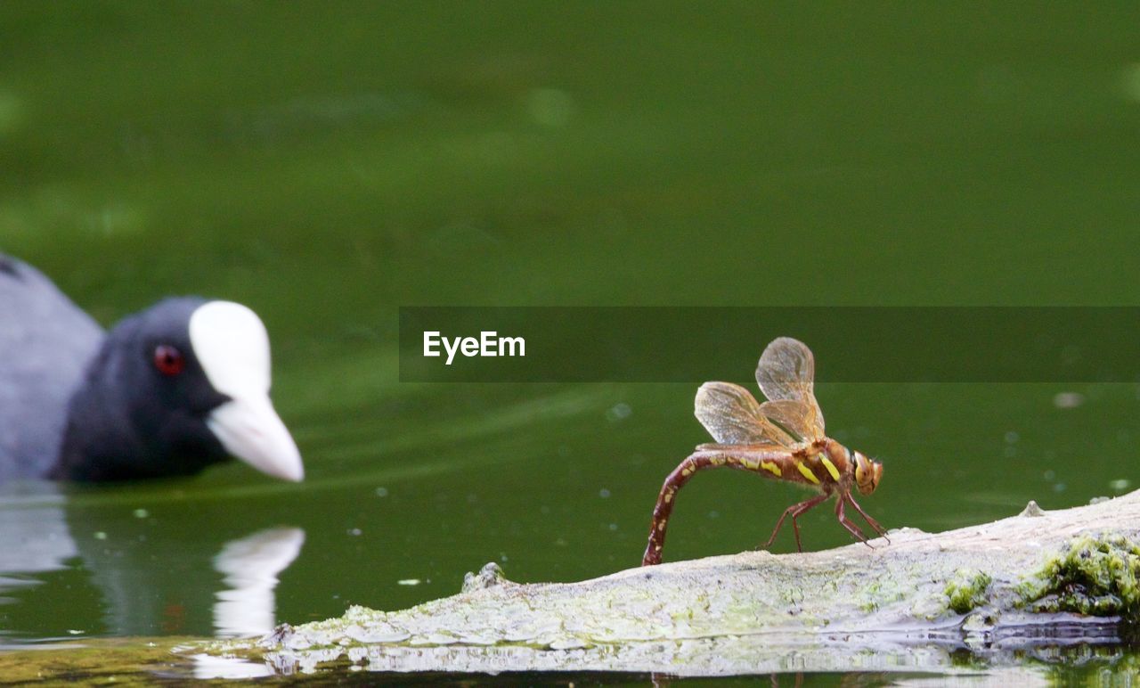 Close-up of dragonfly