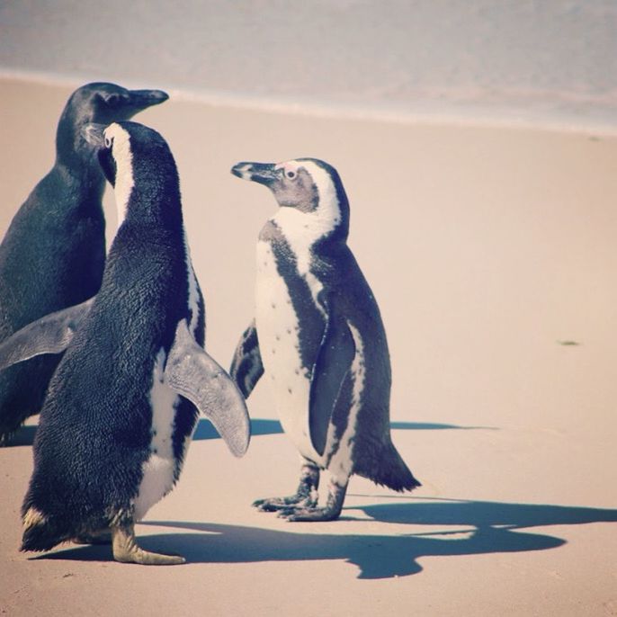 group of animals, vertebrate, penguin, shadow, animal wildlife, no people, bird, nature, animals in the wild, sunlight, day, focus on foreground, two animals, full length, land, mammal, togetherness, animal family