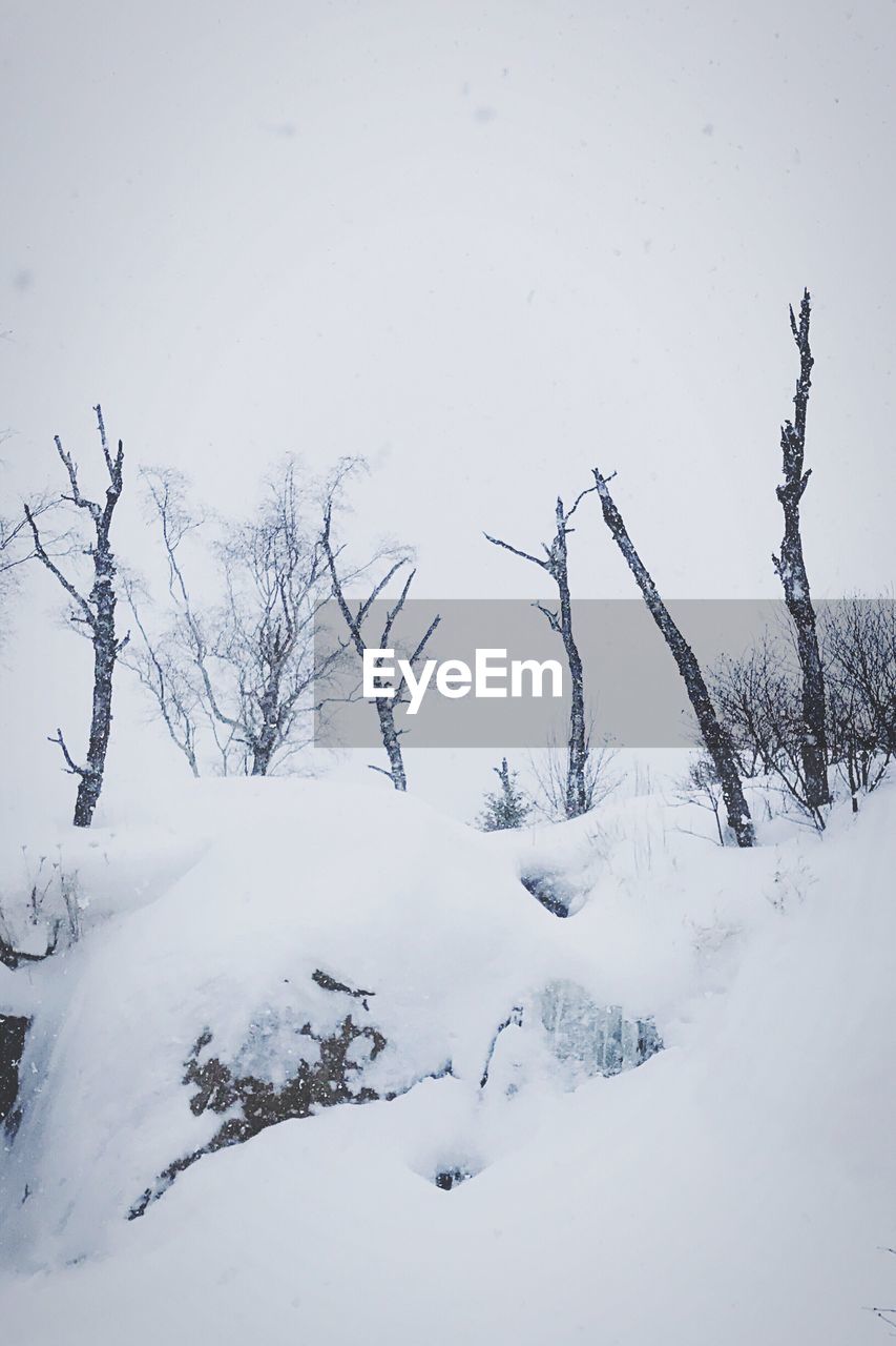 BARE TREES ON SNOW COVERED LANDSCAPE