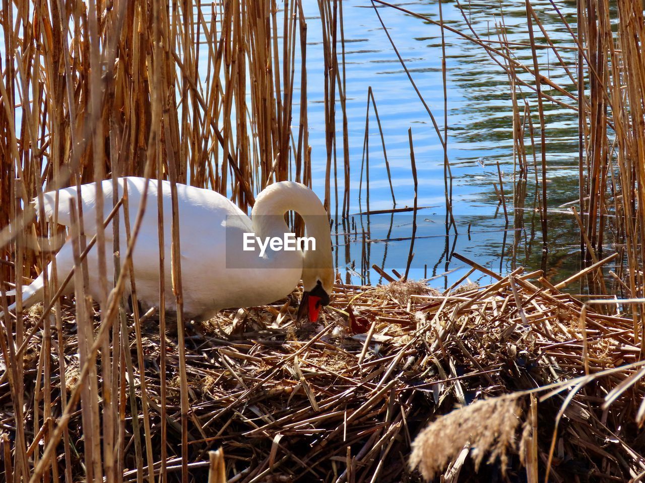 View of birds in nest