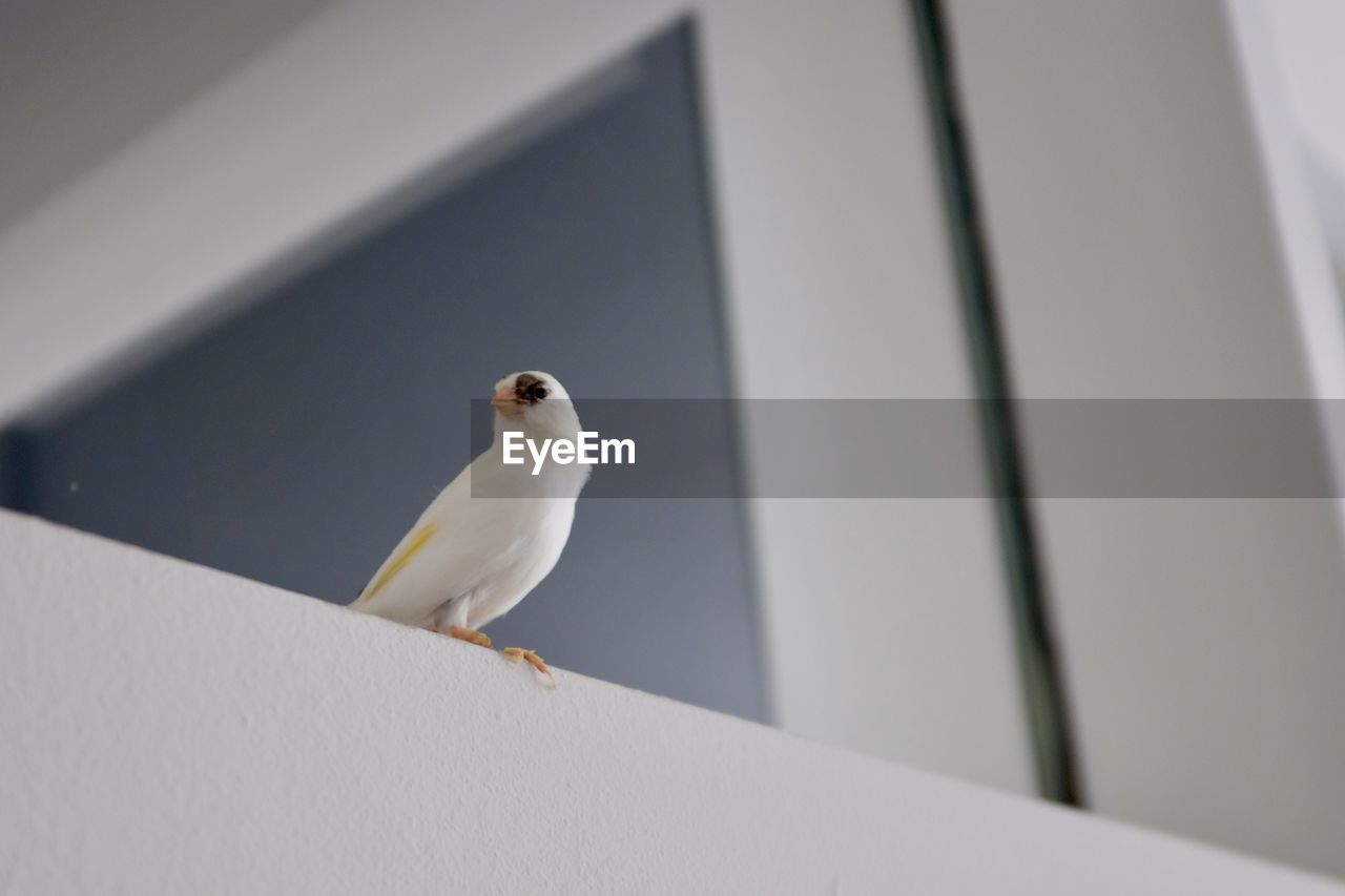 BIRD PERCHING ON RETAINING WALL