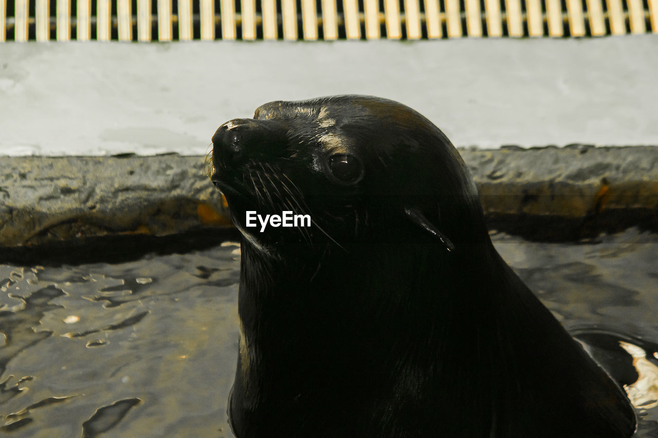 CLOSE-UP OF SEA LION IN THE ZOO