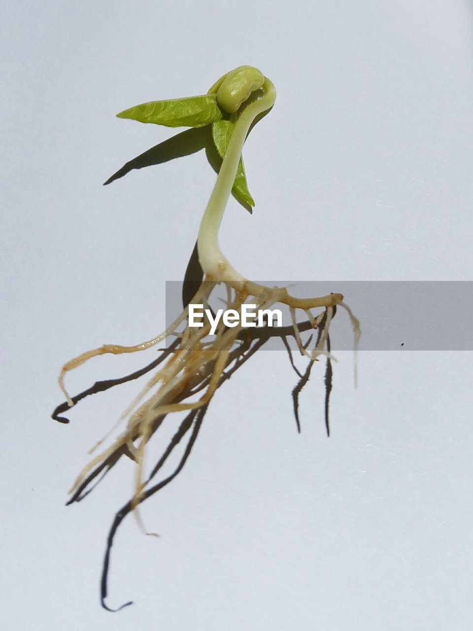 CLOSE-UP OF PLANT WITH WHITE BACKGROUND