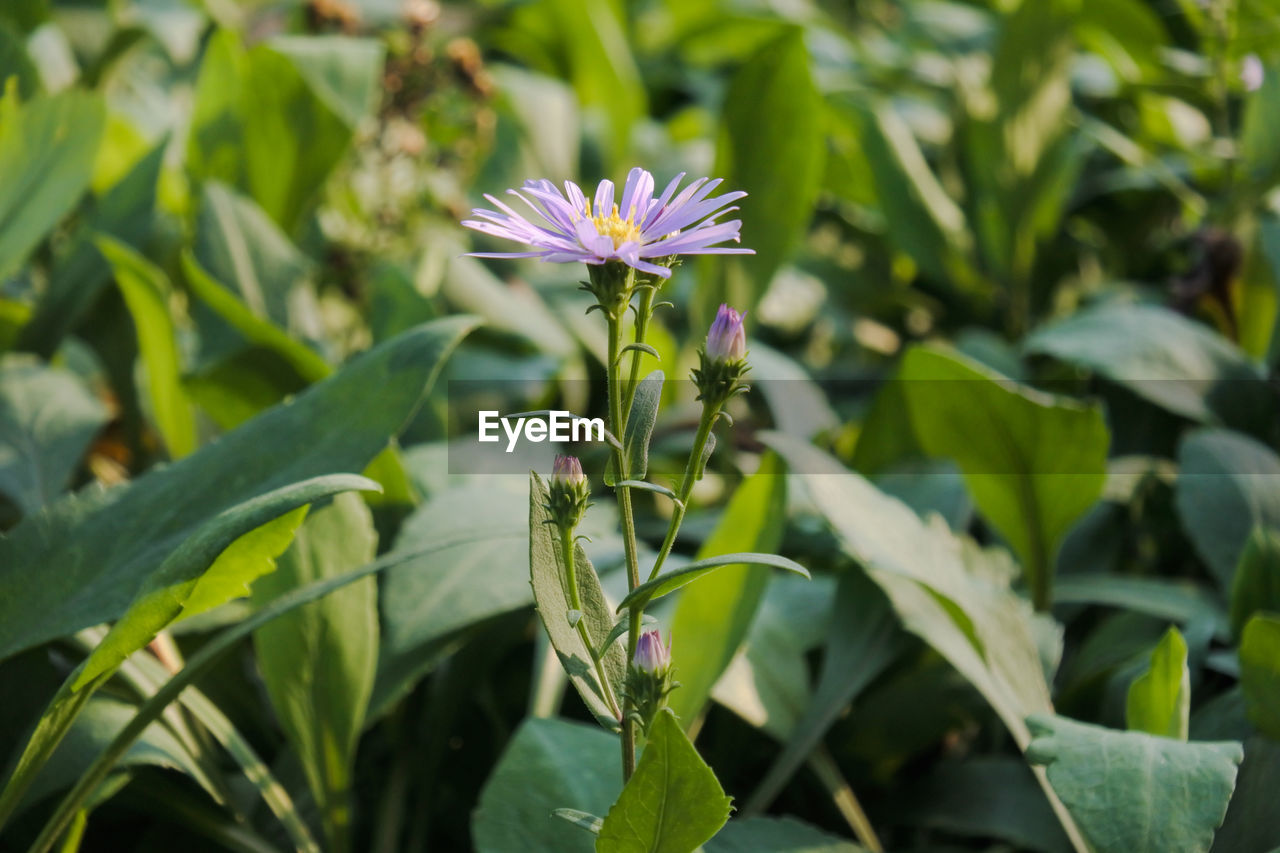 Close-up of purple flowering plant