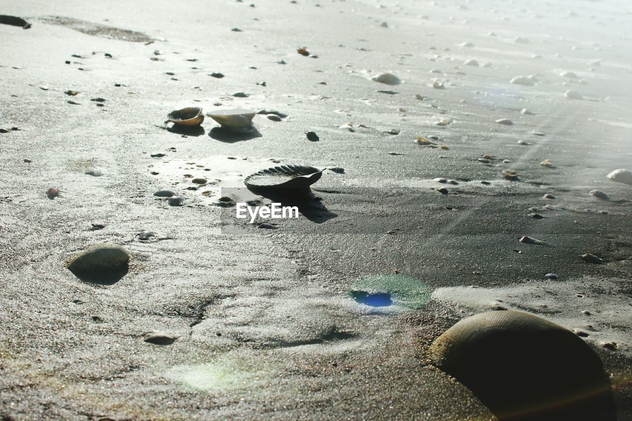 HIGH ANGLE VIEW OF BIRD ON BEACH