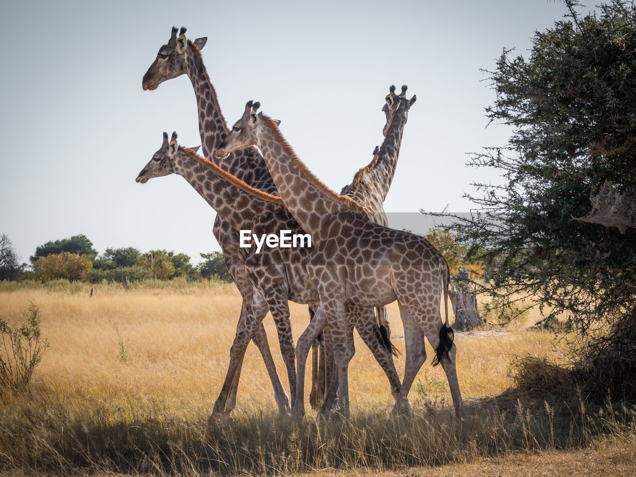 Group of giraffes standing on field against sky, moremi game reserve, botswana, africa