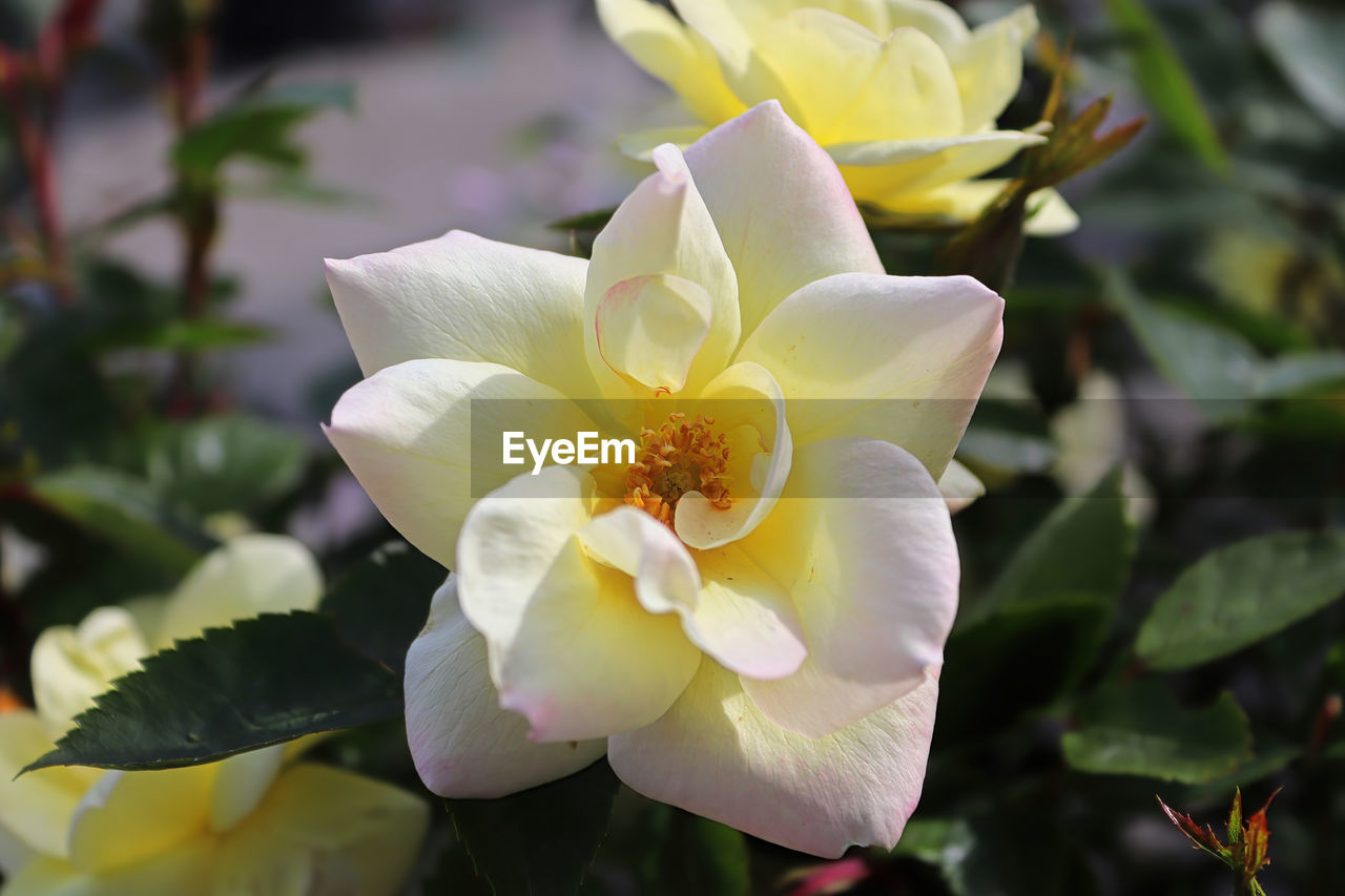 Closeup of yellow roses blooming in the summer