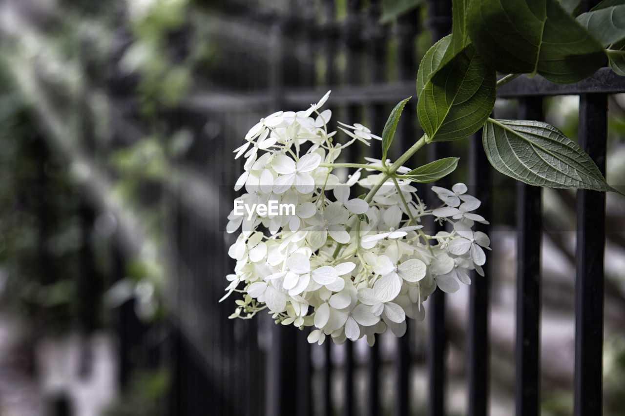plant, flower, flowering plant, beauty in nature, nature, growth, branch, freshness, white, blossom, close-up, fragility, focus on foreground, leaf, plant part, no people, tree, outdoors, petal, green, springtime, day, flower head, botany, inflorescence, fence