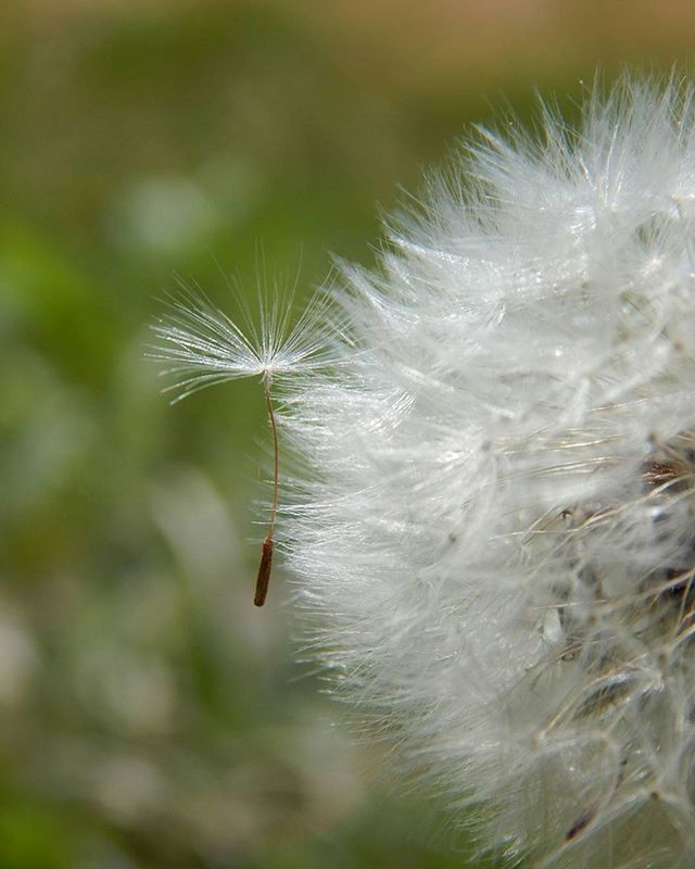 CLOSE-UP OF DANDELION FLOWERS