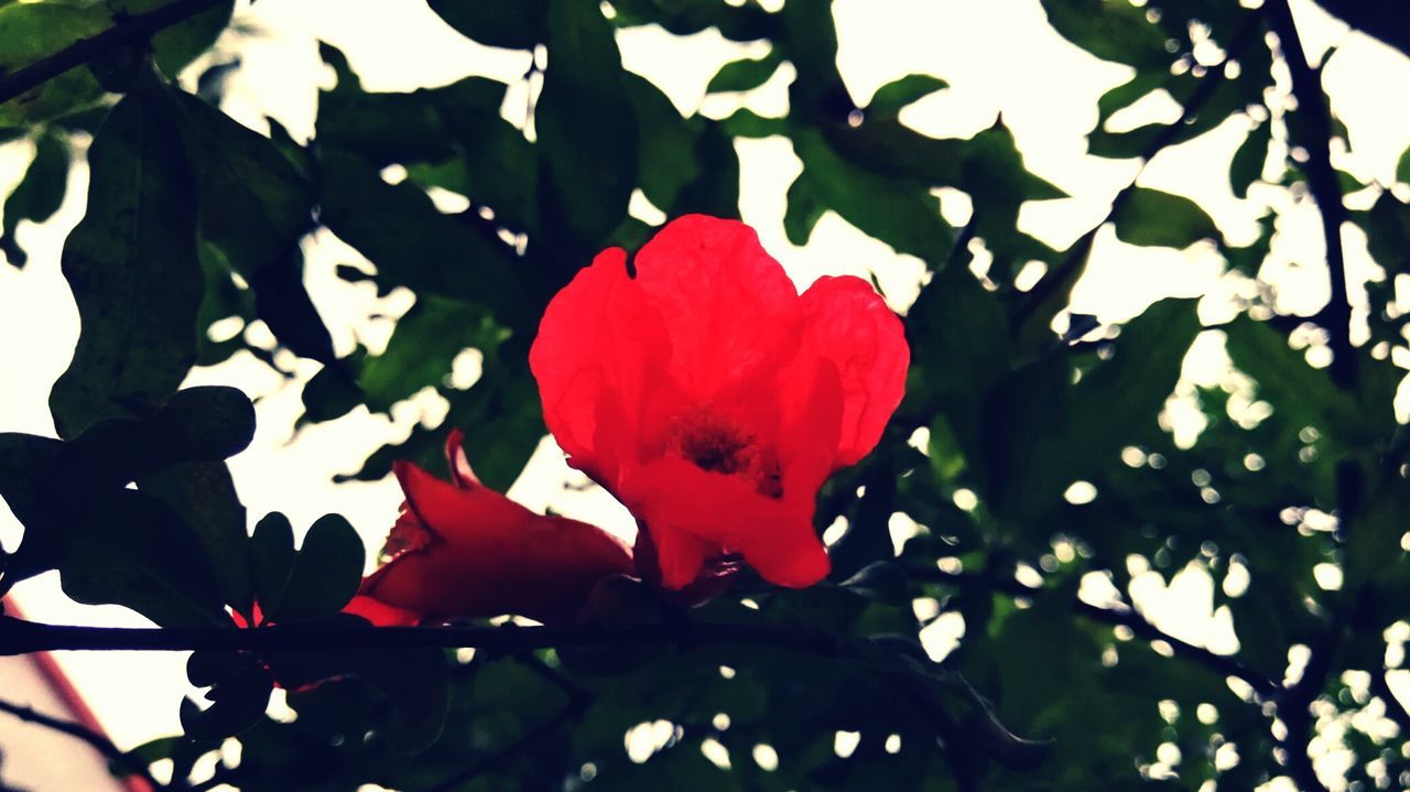 CLOSE-UP OF RED FLOWER AND LEAVES