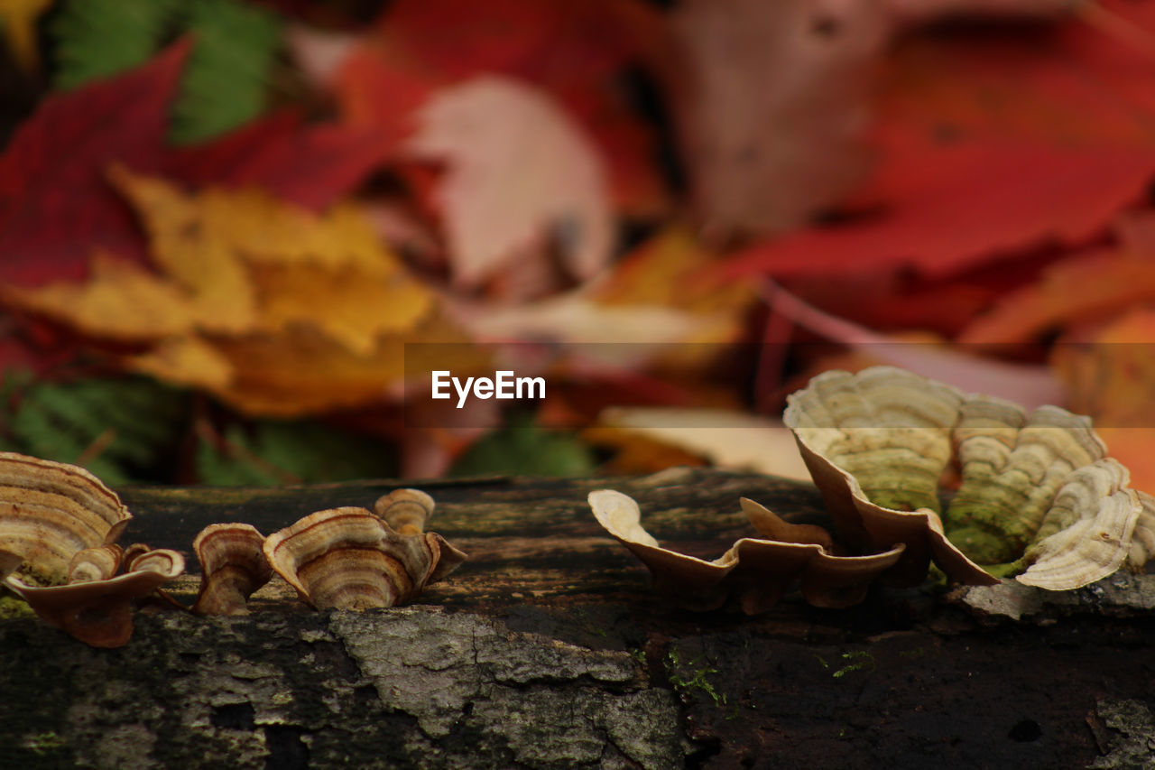 Close-up of mushroom growing on tree trunk