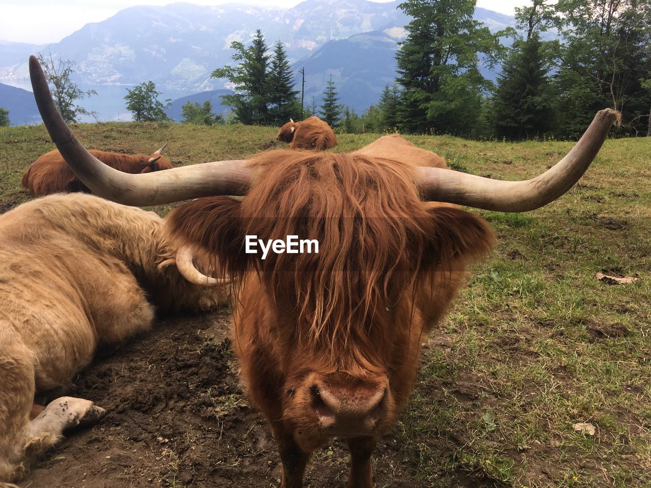 COWS STANDING ON FIELD AGAINST SKY