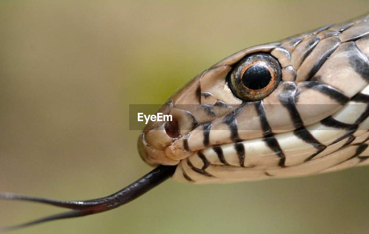 CLOSE-UP PORTRAIT OF A LIZARD ON THE BACKGROUND