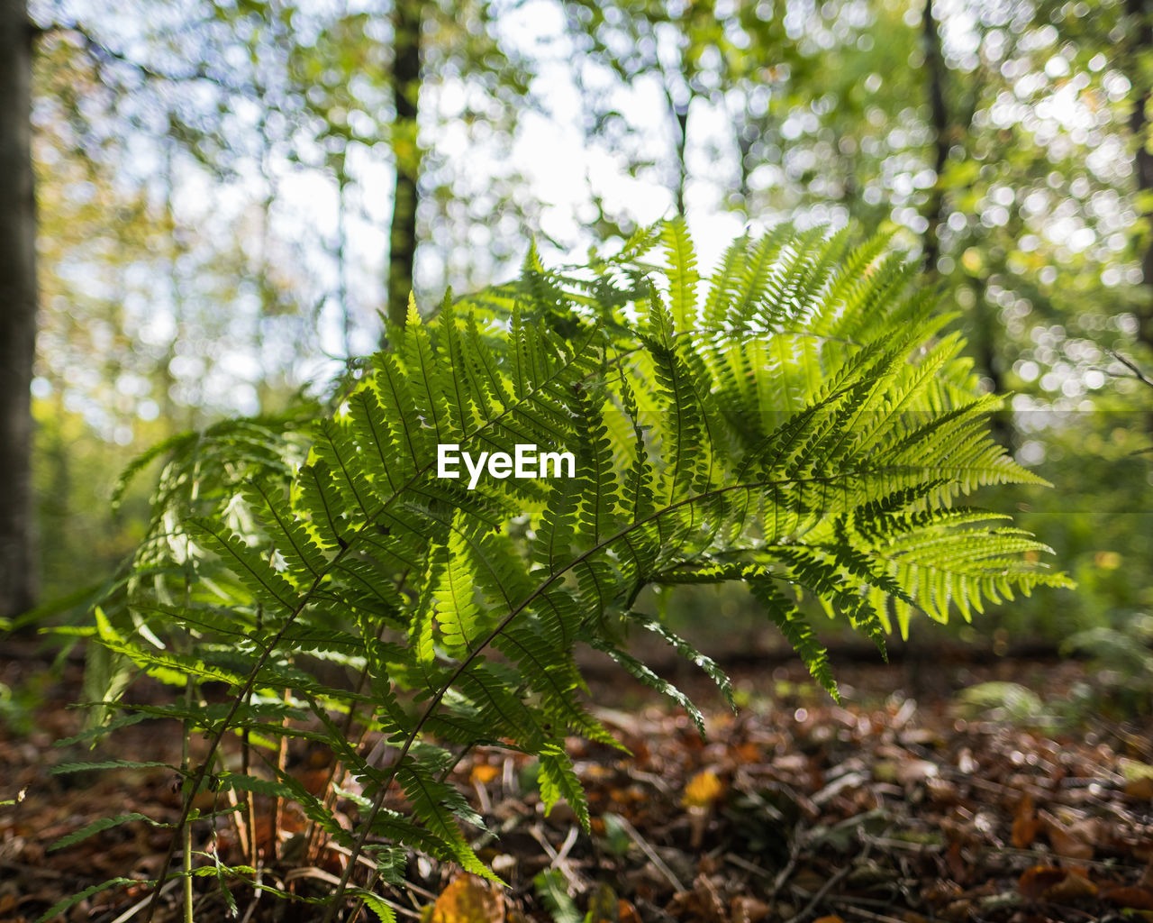 Close-up of fern growing on tree in forest