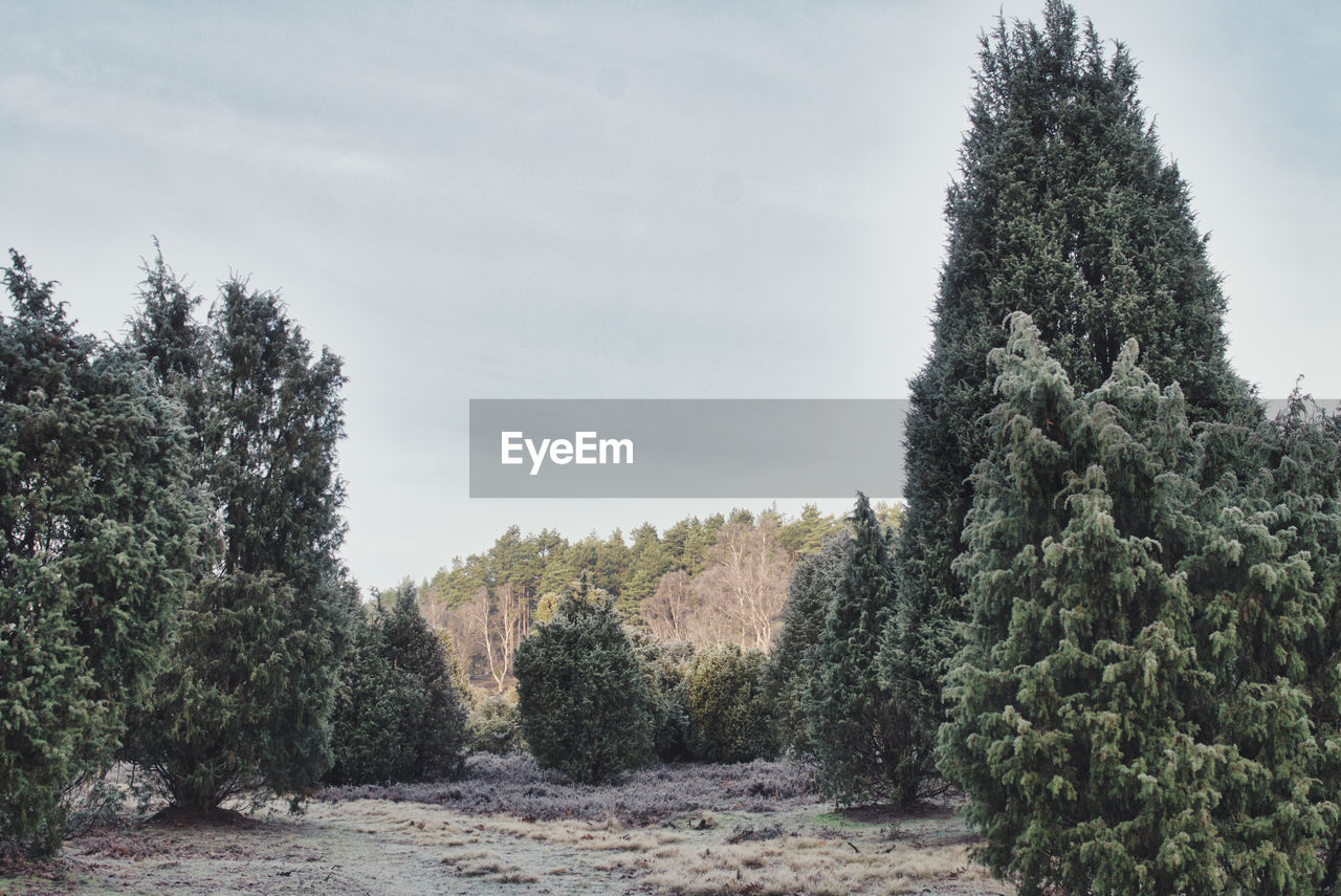 Pine trees in forest against sky