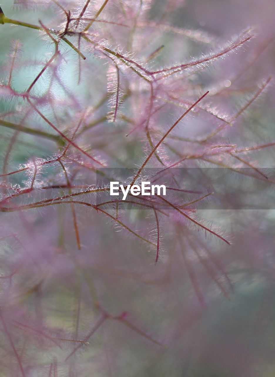 CLOSE-UP OF FLOWER PLANT