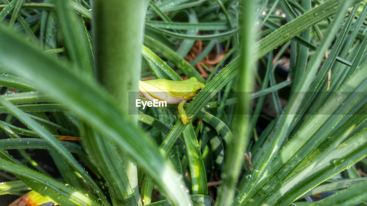 CLOSE-UP OF INSECT ON LEAF