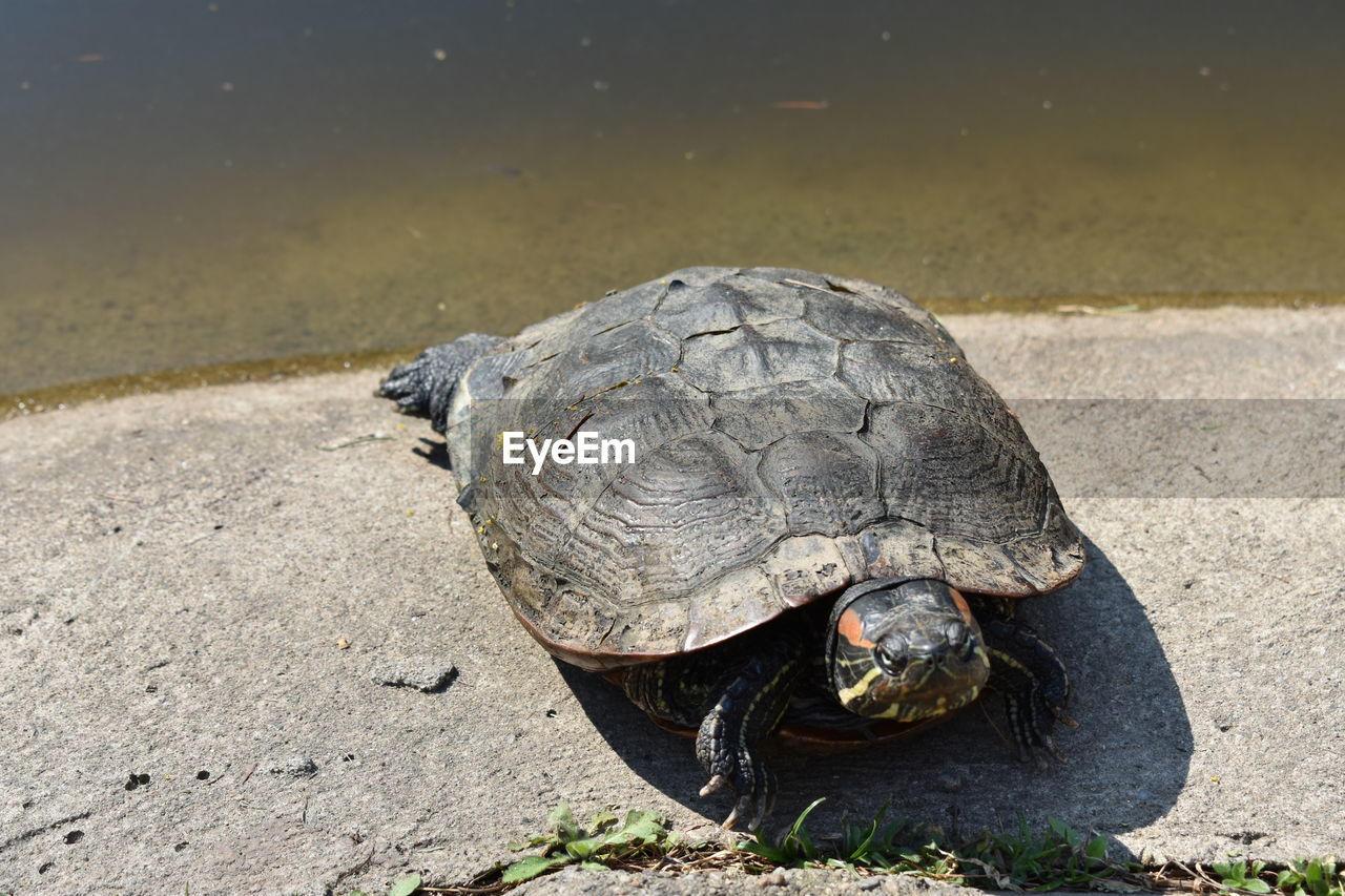 Close-up of a turtle