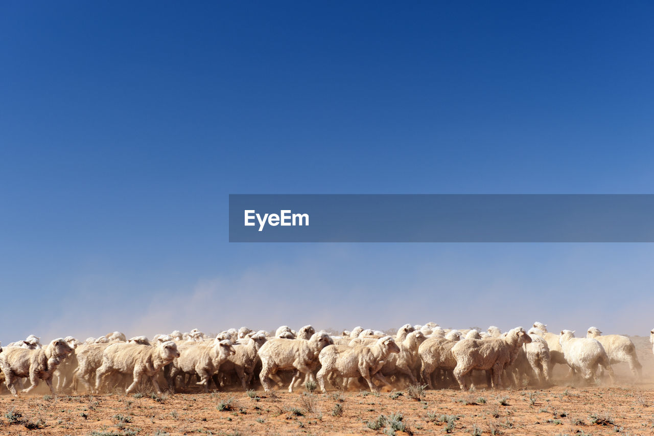 Flock of sheep on field during sunny day