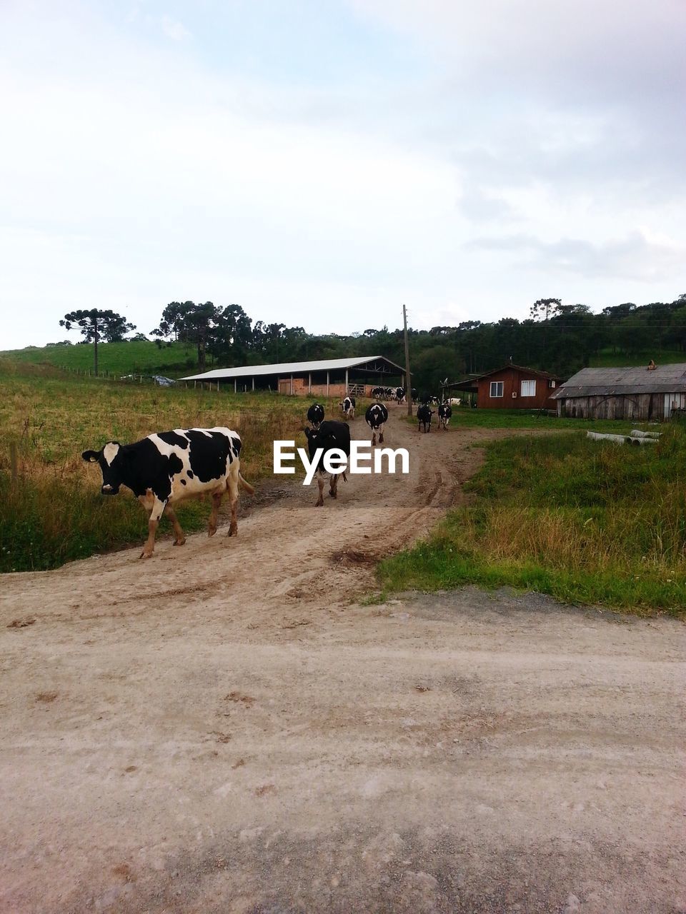 Cows walking on dirt road against sky