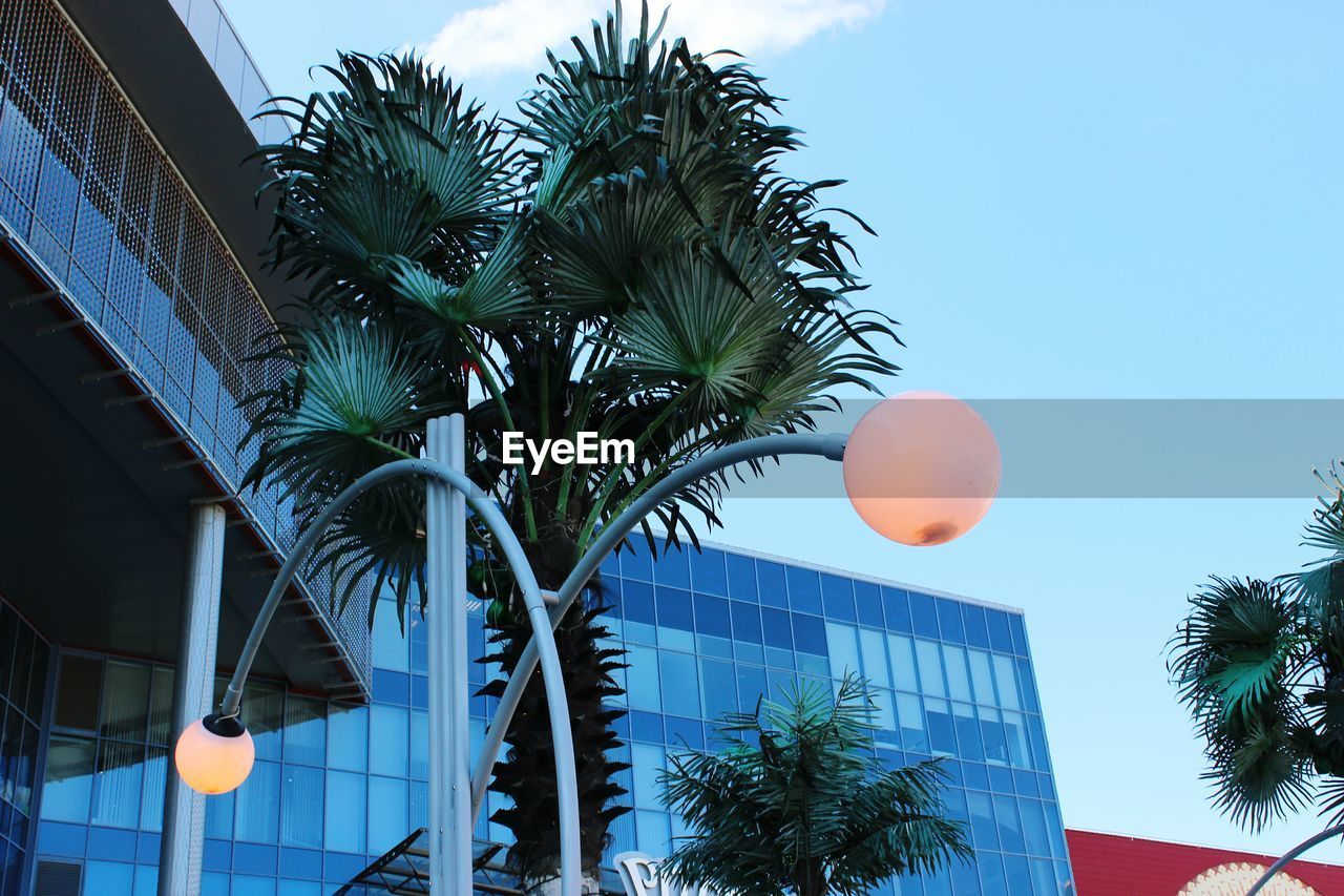 Low angle view of palm trees against blue sky