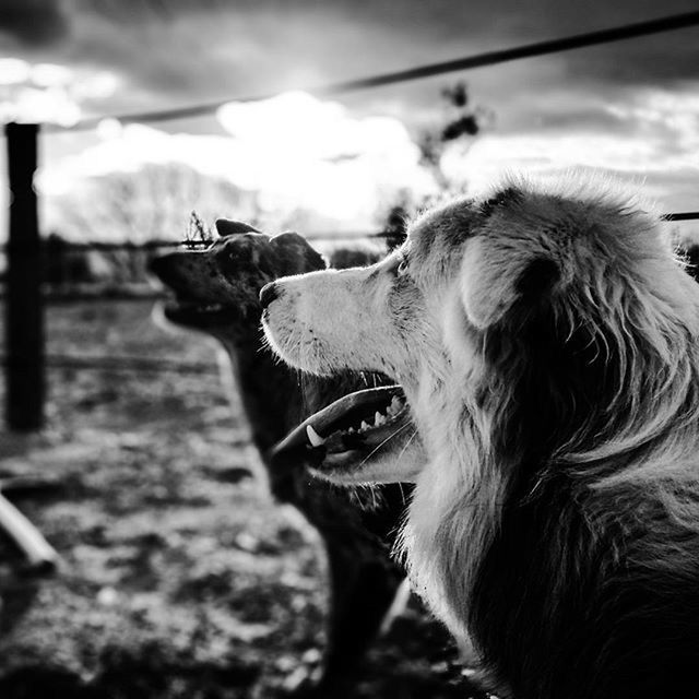 CLOSE-UP OF DOG LOOKING UP