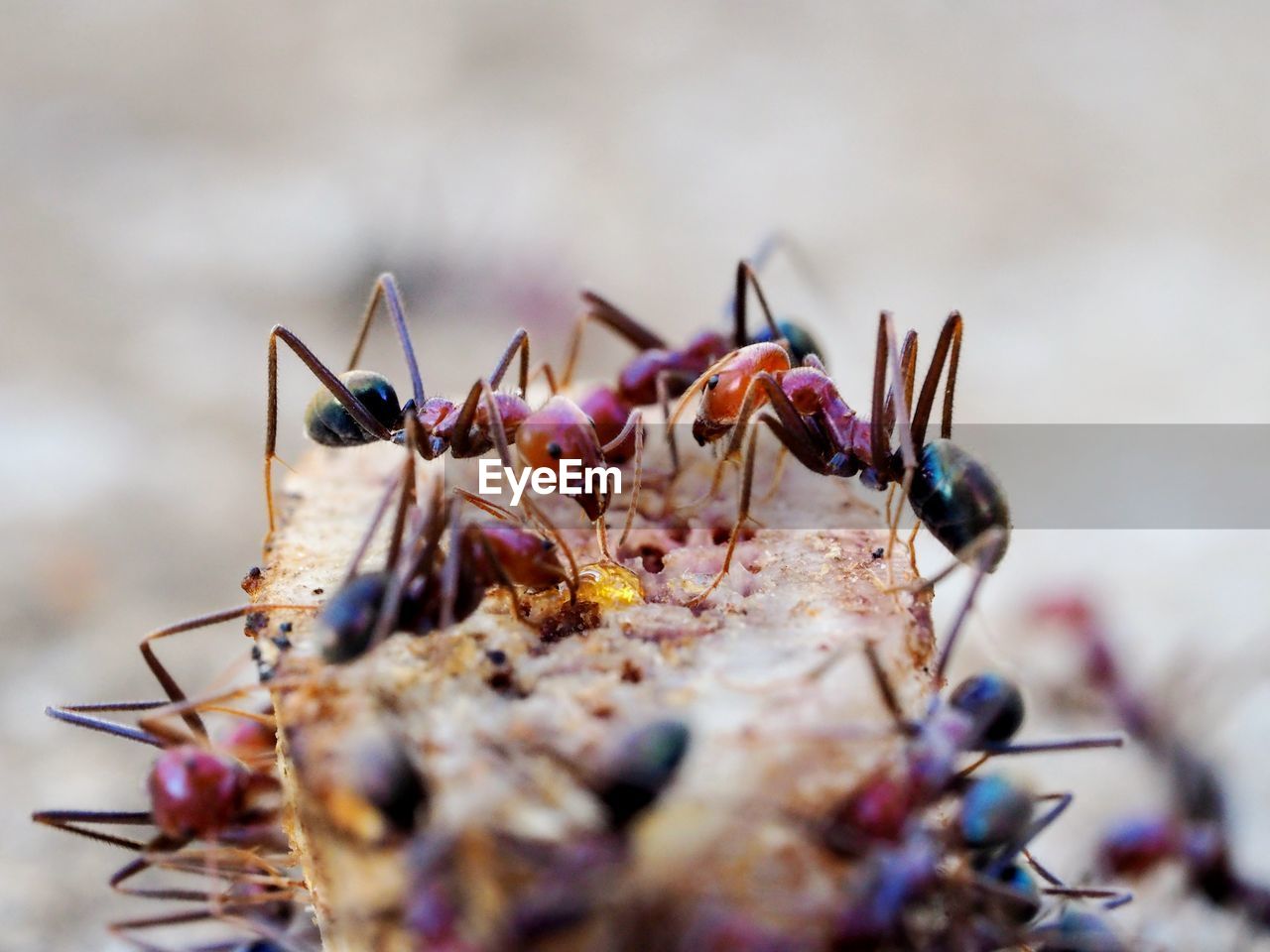 Close-up of ants on food.