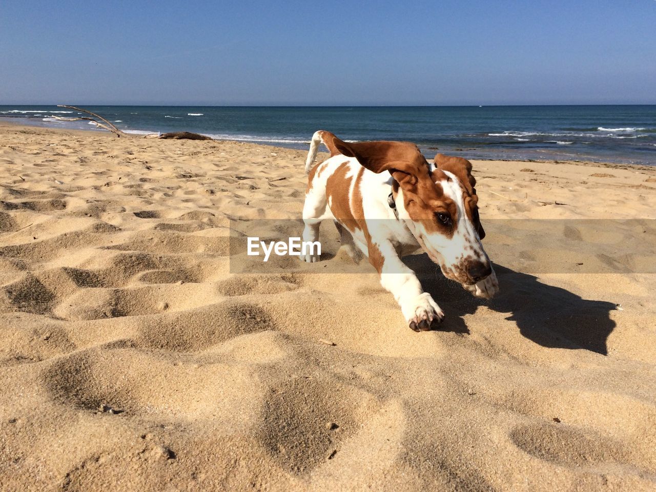 Dog running on sand at beach against sky