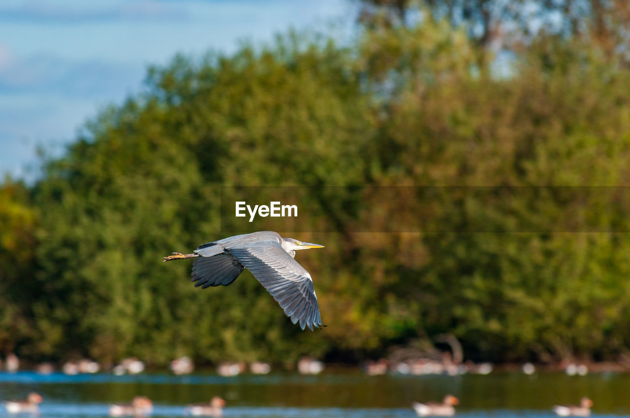 BIRD FLYING OVER THE WATER