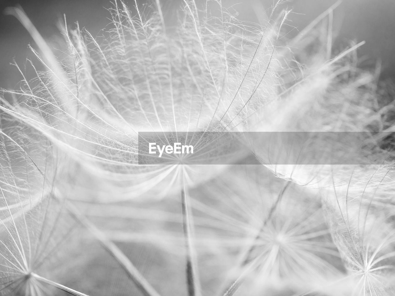 CLOSE-UP OF DANDELION AGAINST PLANTS