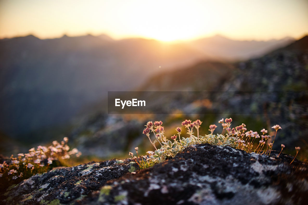 CLOSE-UP OF MOSS ON ROCK AGAINST SKY