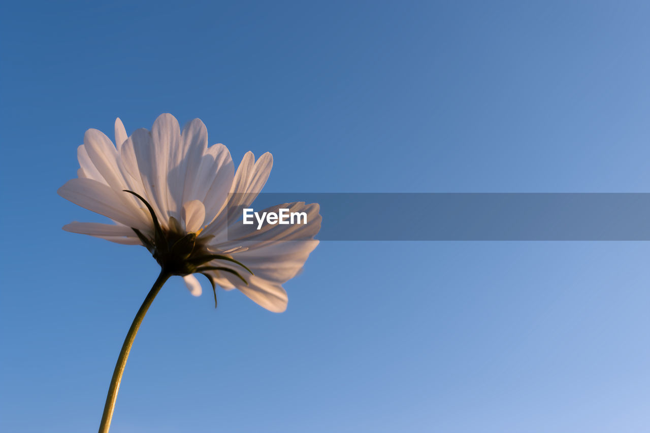 flower, flowering plant, plant, freshness, blue, sky, beauty in nature, nature, fragility, copy space, flower head, inflorescence, petal, clear sky, no people, growth, close-up, low angle view, blossom, sunlight, outdoors, plant stem, white, springtime, botany, simplicity, single object
