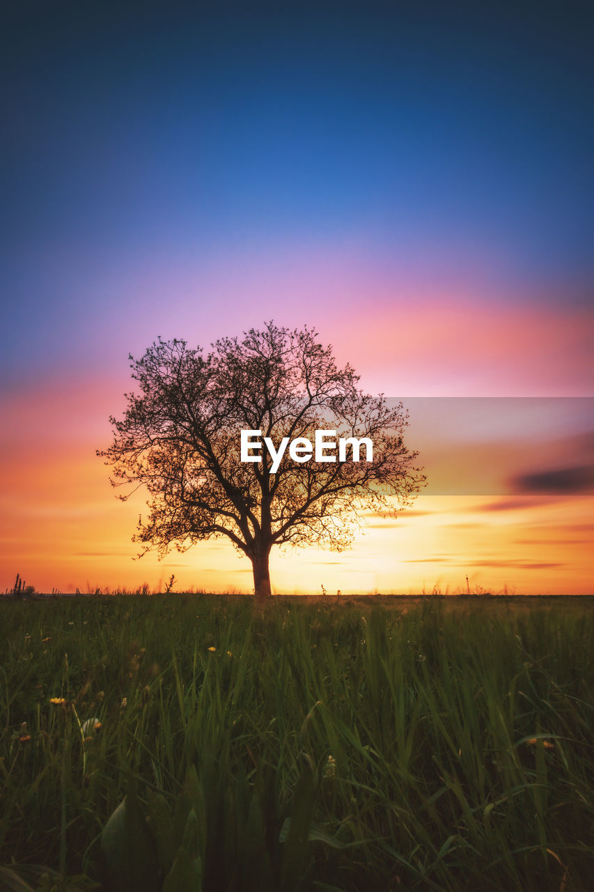 BARE TREE ON FIELD DURING SUNSET