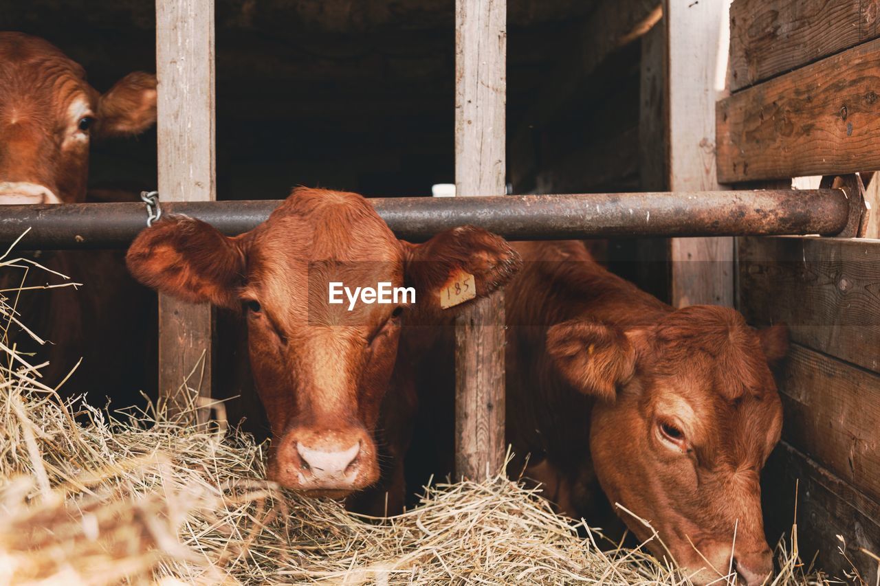 VIEW OF COW IN PEN