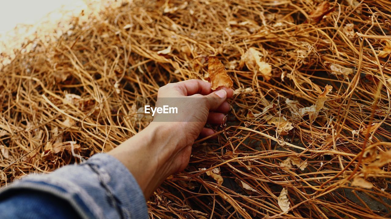 High angle view of person hand holding hay