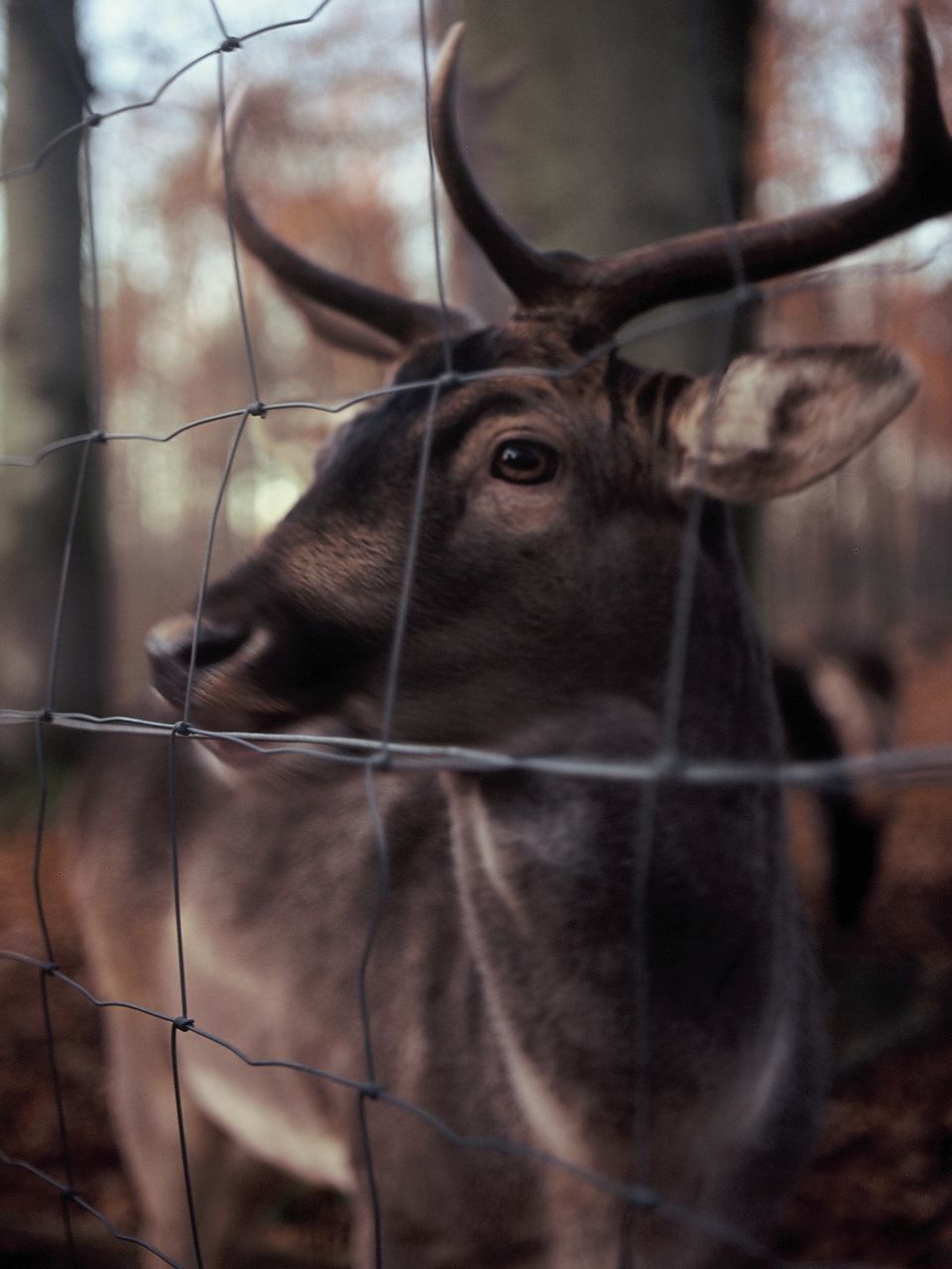 CLOSE-UP OF DEER IN PEN