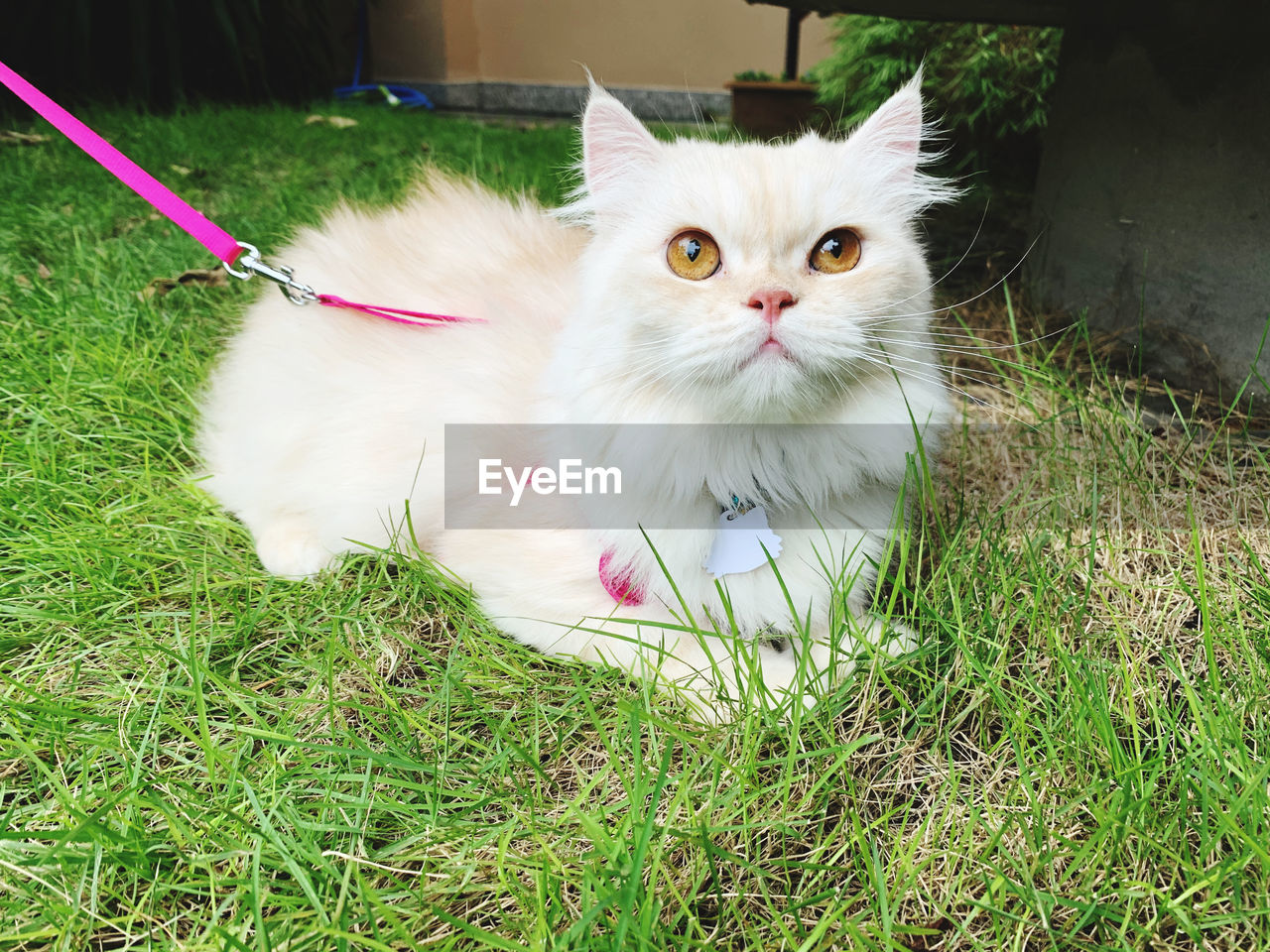 Portrait of fluffy cat sitting on field
