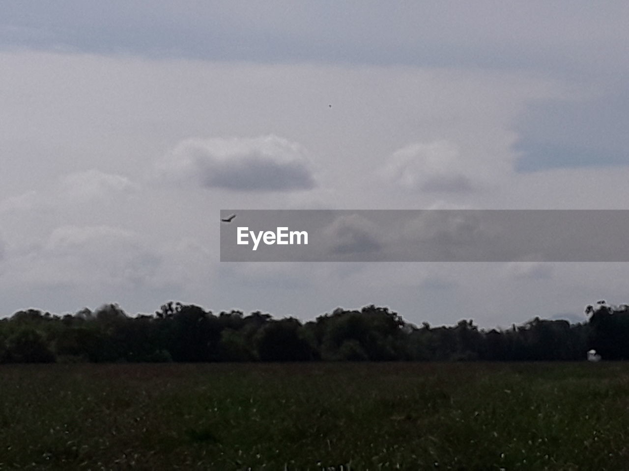 BIRDS FLYING OVER FIELD