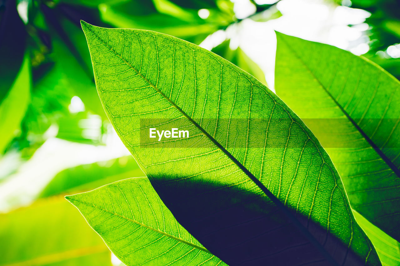 Close-up of green leaves