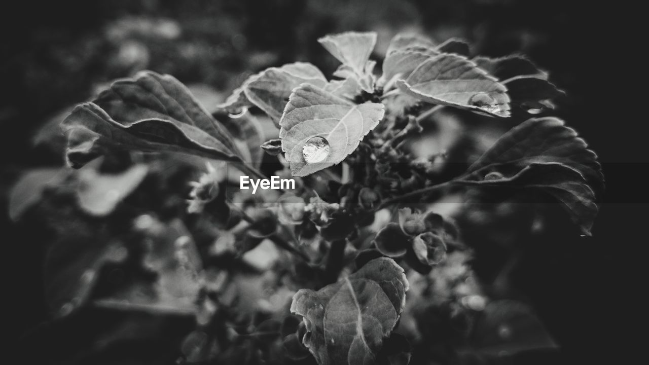 CLOSE-UP OF FLOWERING PLANT WITH LEAVES