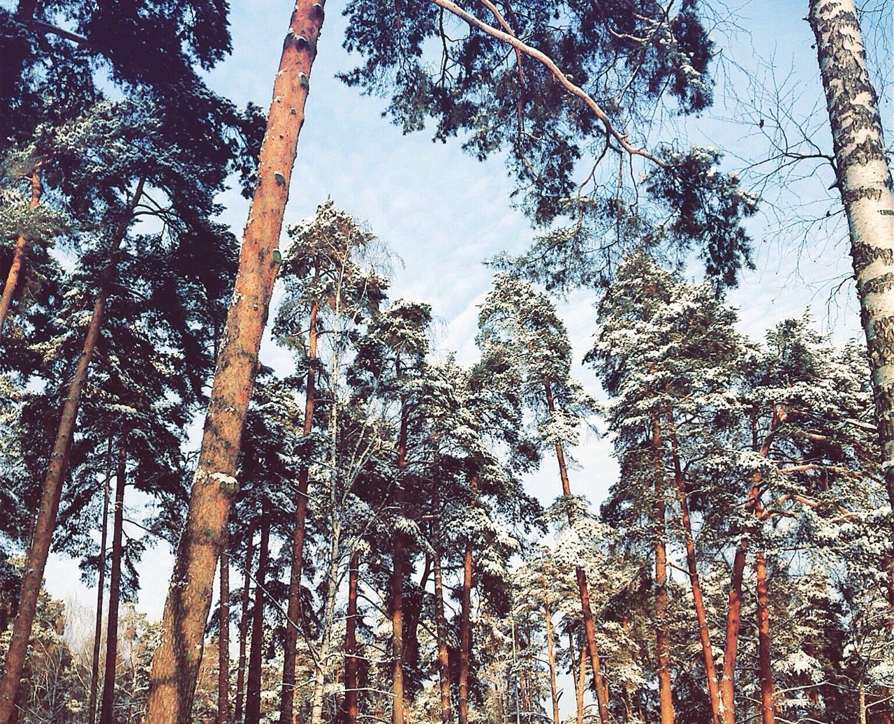 Low angle view of trees against sky during winter