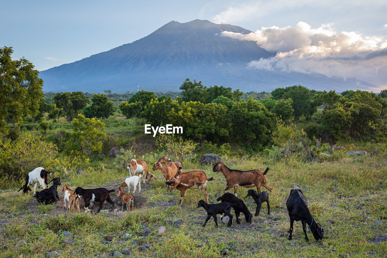 Goats graze near a volcano