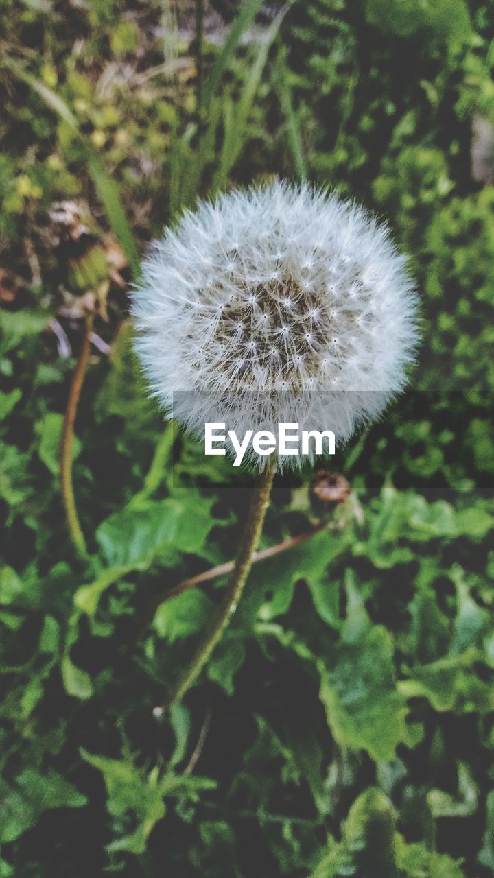 CLOSE-UP OF DANDELION OUTDOORS