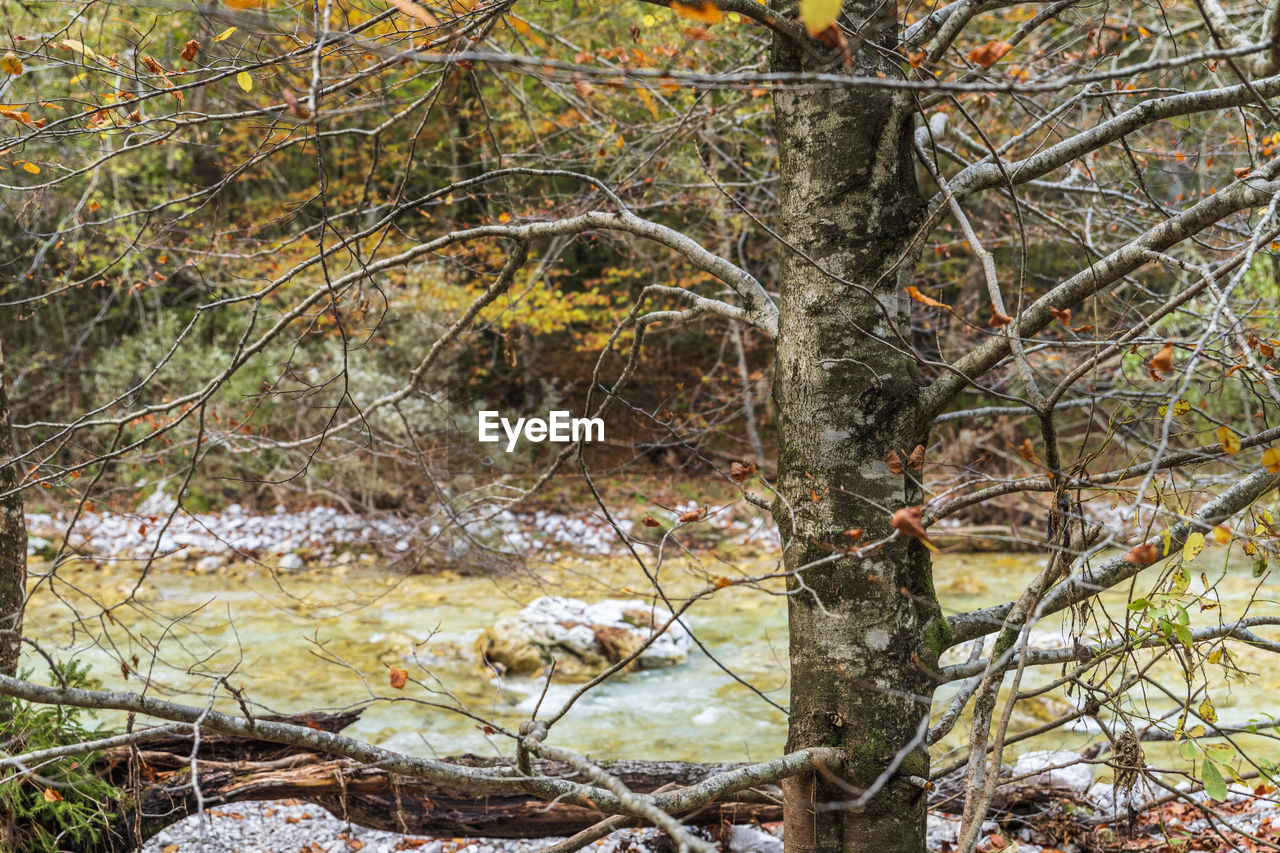 VIEW OF BARE TREES BY RIVER